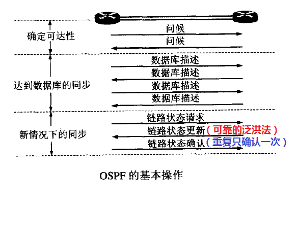 OSPF 的基本操作